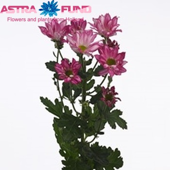 Chrysanthemum Indicum Grp tros Chelsea fotografie