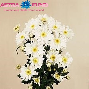 Chrysanthemum Indicum Grp tros 'Daymark' fotografie