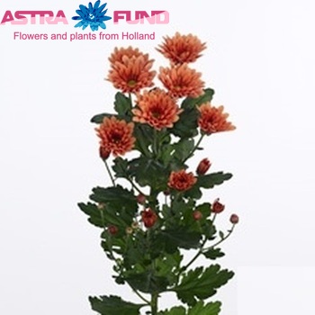 Chrysanthemum Indicum Grp tros Dublin Dark Orange fotografie