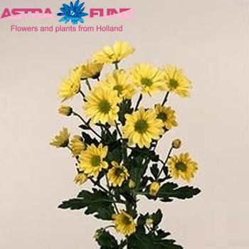 Chrysanthemum Indicum Grp tros Delilah Yellow fotografie
