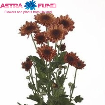 Chrysanthemum Indicum Grp tros 'Enjoy' fotografie