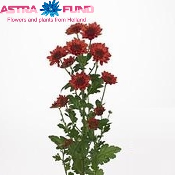 Chrysanthemum Indicum Grp tros 'Enjoy Red' fotografie