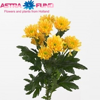 Chrysanthemum Indicum Grp tros Euro Bronze fotografie