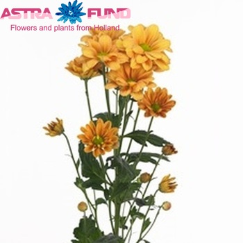 Chrysanthemum Indicum Grp tros Fabio fotografie