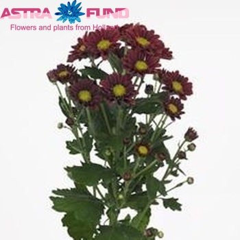 Chrysanthemum Indicum Grp tros Favarger fotografie