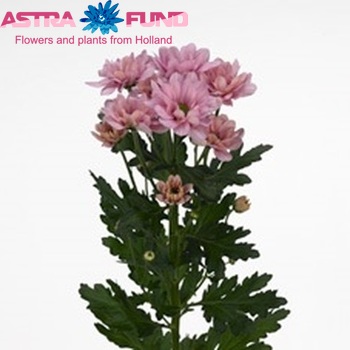 Chrysanthemum Indicum Grp tros Finn fotografie