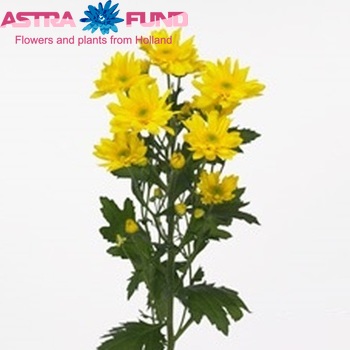 Chrysanthemum Indicum Grp tros 'Isla' fotografie