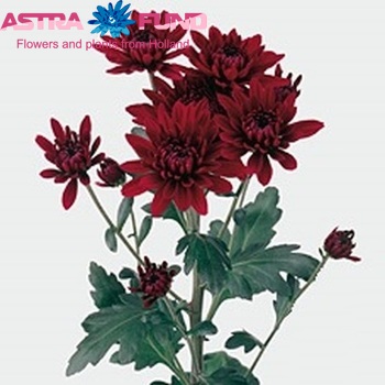 Chrysanthemum Indicum Grp tros 'Jaguar Red' fotografie
