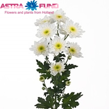 Chrysanthemum Indicum Grp tros 'Janneke' fotografie