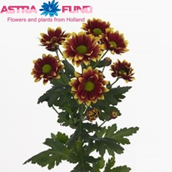Chrysanthemum Indicum Grp tros Kadanz fotografie