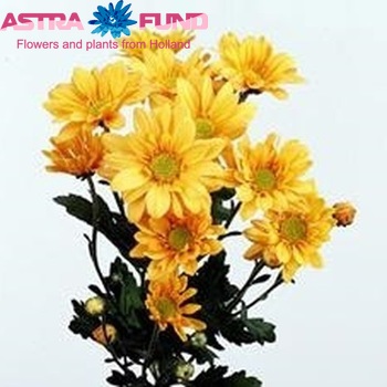 Chrysanthemum Indicum Grp tros Reagan Golden фото