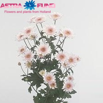 Chrysanthemum Indicum Grp tros 'Samos' фото