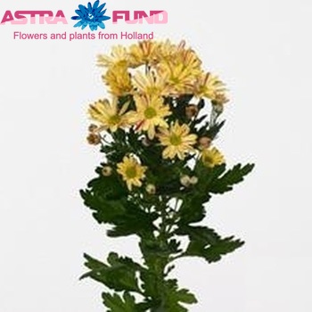 Chrysanthemum Indicum Grp tros Sinclair Yellow fotografie