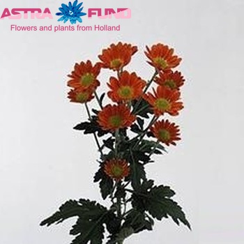 Chrysanthemum Indicum Grp tros 'Space Age' fotografie