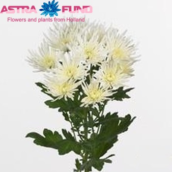 Chrysanthemum Indicum Grp tros Spiderman fotografie