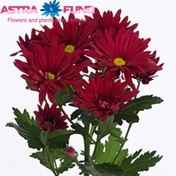 Chrysanthemum Indicum Grp tros Stellini Velvet fotografie