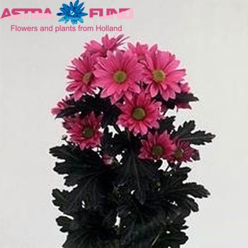 Chrysanthemum Indicum Grp tros 'Streamer' fotografie