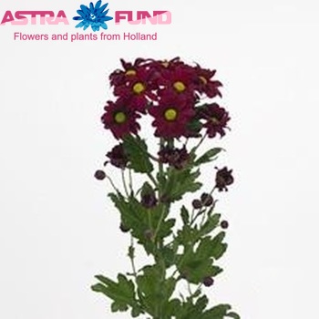 Chrysanthemum Indicum Grp tros 'Stromboli' fotografie