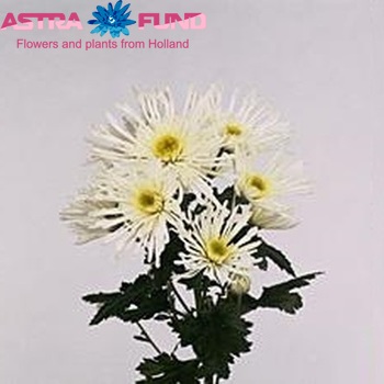 Chrysanthemum Indicum Grp tros Supernova fotografie
