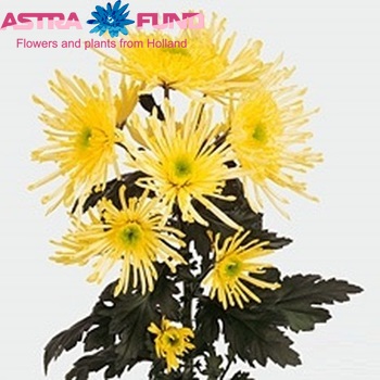 Chrysanthemum Indicum Grp tros Supernova Yellow fotografie