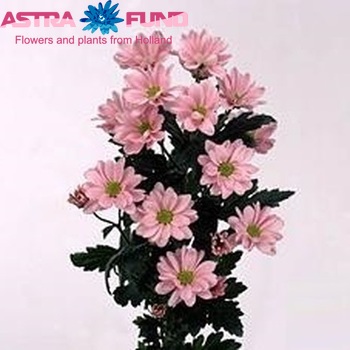 Chrysanthemum Indicum Grp tros 'Wimbledon' fotografie