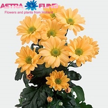 Chrysanthemum Indicum Grp tros 'Wimbledon Orange' fotografie
