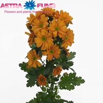 Chrysanthemum Indicum Grp tros Winnen fotografie