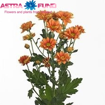 Chrysanthemum Indicum Grp tros 'Woodpecker Dark' fotografie