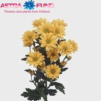 Chrysanthemum Indicum Grp tros 'Woodpecker Golden' fotografie