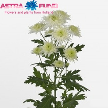 Chrysanthemum Indicum Grp tros 'Zembla Funky' fotografie