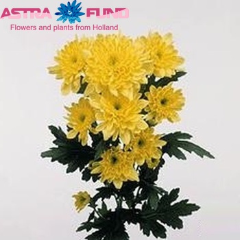 Chrysanthemum Indicum Grp tros 'Zembla Yellow' fotografie