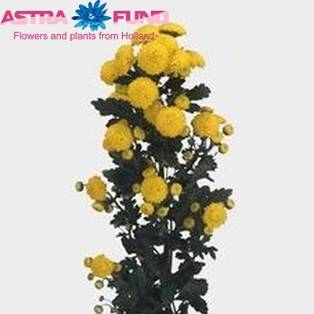 Chrysanthemum Indicum Grp tros santini 'City' fotografie