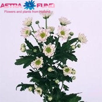 Chrysanthemum Indicum Grp tros santini 'Classic White' fotografie