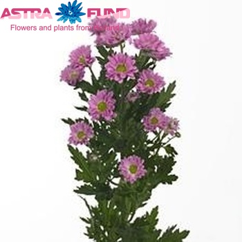 Chrysanthemum Indicum Grp tros santini 'Classy' fotografie