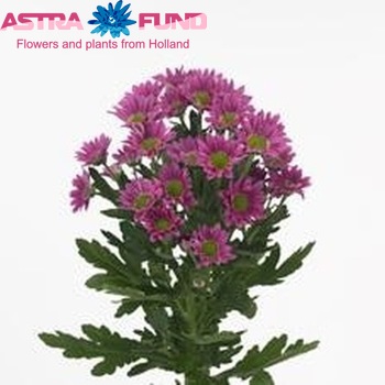 Chrysanthemum Indicum Grp tros santini Confetti Dark fotografie