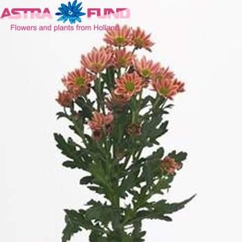Chrysanthemum Indicum Grp tros santini Confetti Salmon fotografie