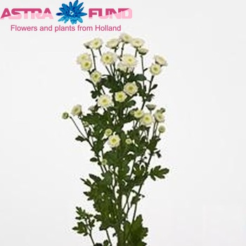 Chrysanthemum Indicum Grp tros santini Cyril fotografie