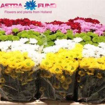 Chrysanthemum Indicum Grp tros santini gemengd in bos zdjęcie
