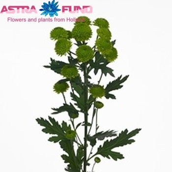 Chrysanthemum Indicum Grp tros santini Grassly zdjęcie