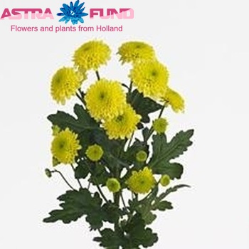 Chrysanthemum Indicum Grp tros santini 'Jeanny' fotografija