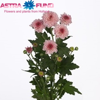 Chrysanthemum Indicum Grp tros santini Jinna fotografija