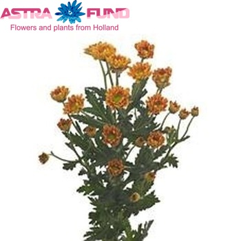 Chrysanthemum Indicum Grp tros santini 'Juicy' fotografija