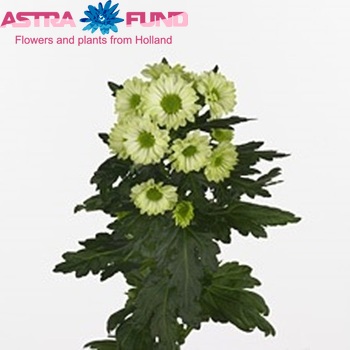 Chrysanthemum Indicum Grp tros santini kas 'Minty' fotografija