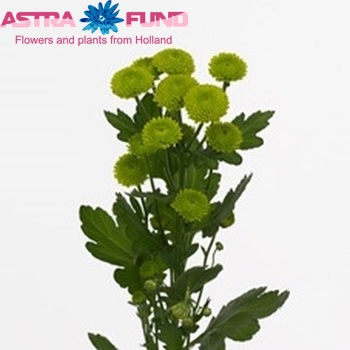 Chrysanthemum Indicum Grp tros santini Kicker fotografija