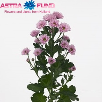 Chrysanthemum Indicum Grp tros santini 'Kindly' fotografija