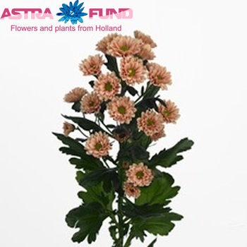 Chrysanthemum Indicum Grp tros santini 'Kindly Salmon' fotografija