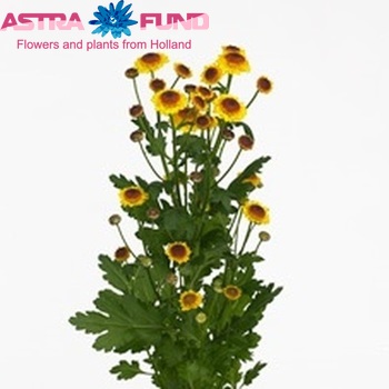 Chrysanthemum Indicum Grp tros santini Klaus fotografija
