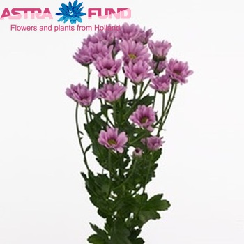 Chrysanthemum Indicum Grp tros santini Koni fotografija