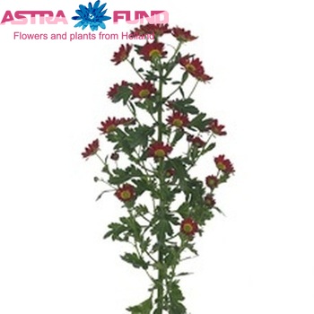 Chrysanthemum Indicum Grp tros santini Kosmos fotografija