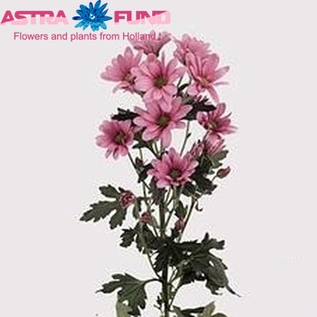 Chrysanthemum Indicum Grp tros santini 'Moonlightning' fotografija
